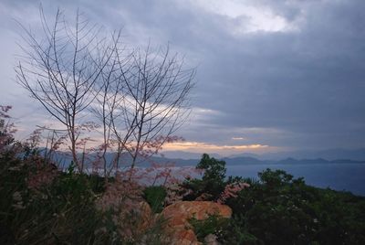 Scenic view of trees against sky during sunset