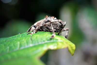 Close-up of insect on leaf