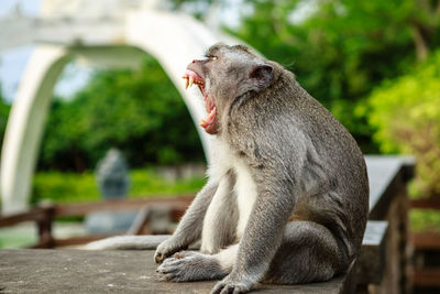 Close-up of monkey sitting on yawning