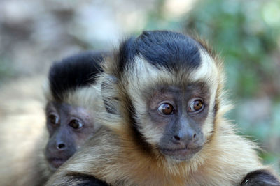 Close-up of a monkey looking away