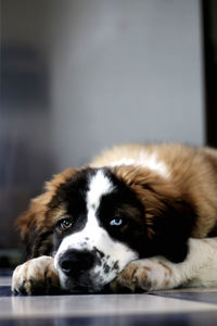 Close-up portrait of dog resting