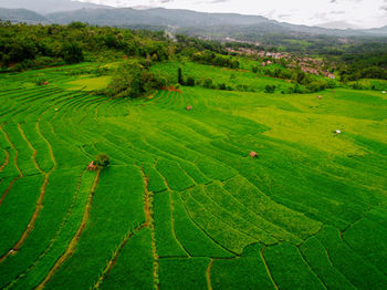 Scenic view of agricultural field
