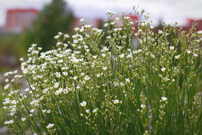 Close-up of white flowering plants on field
