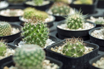 High angle view of potted plants