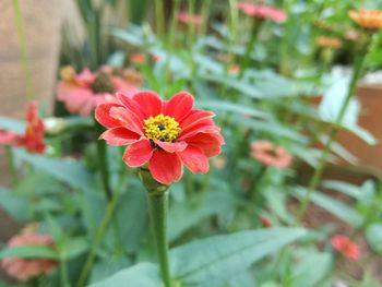 Close-up of flower blooming outdoors