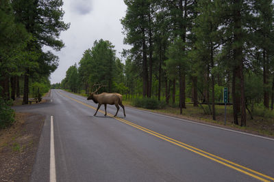 Horse cart on road amidst trees