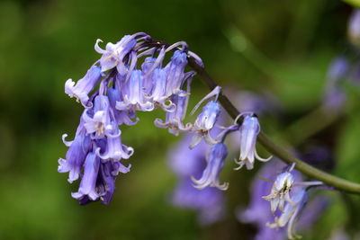 Close-up of purple flowering plant