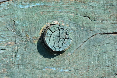 Close-up of tree trunk