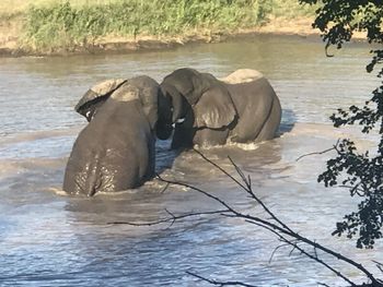 View of elephant in river