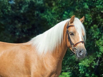 Close-up of horse against trees