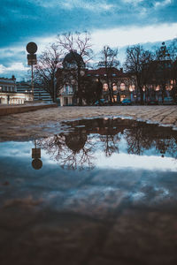 Reflection of bare trees in puddle