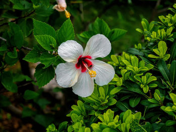 Close-up of hibiscus on plant