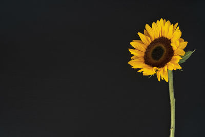 Close-up of yellow flower against black background