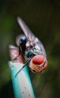 Close-up of housefly