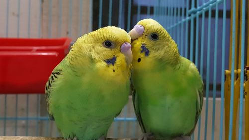 Close-up of parrot in cage