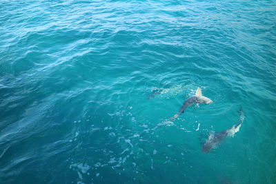 High angle view of whale swimming in sea