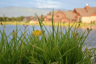 Close-up of flowers growing in field