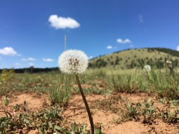 Close-up of dandelion in field