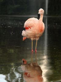 Close-up of birds in water