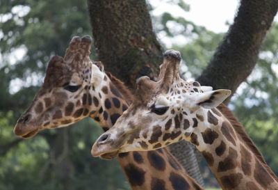 Close-up of giraffe against trees