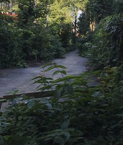 Water flowing in forest