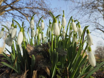 Close-up of white flowering plants on field