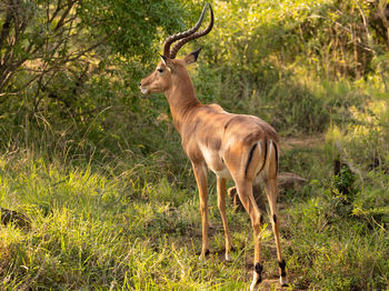 Impala in the nature reserve hluhluwe national park south africa
