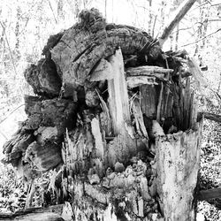 Close-up of wooden logs