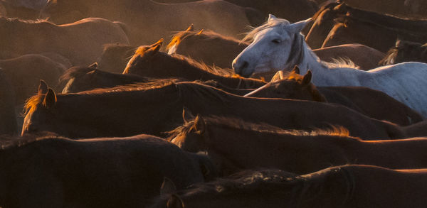 Horse in a farm