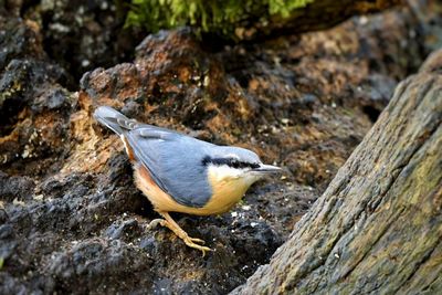 High angle view of bird perching on rock