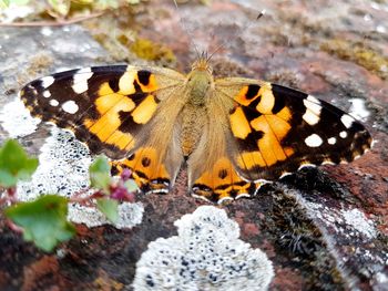 Close-up of butterfly on flower