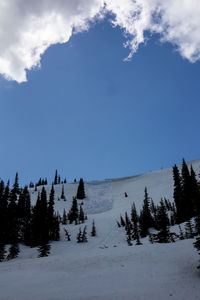 Low angle view of trees on snowcapped mountain against sky