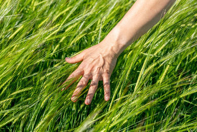Close-up of farmer hand holding green wheat ears in the field. agricultural business.