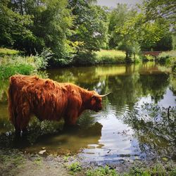 Cow on lake by trees