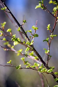 Close-up of flowering plant
