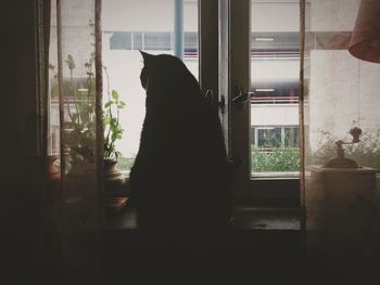 Cat looking through window