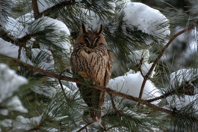 Close-up of bird perching on tree during winter