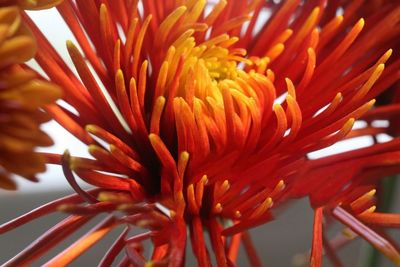 Close-up of red flowering plant