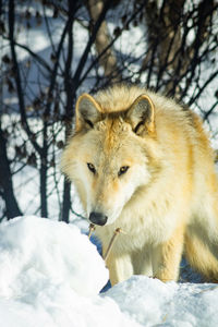 Side view of dog on snow covered field