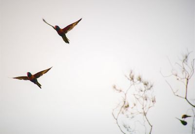 Low angle view of bird flying in sky