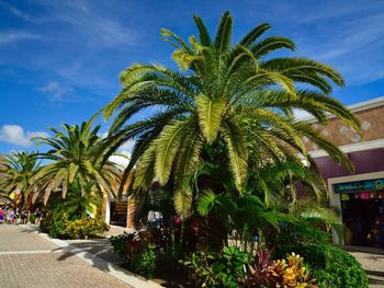 Palm trees by plants against blue sky