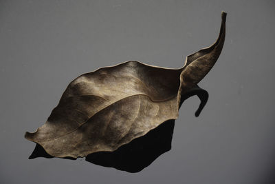 Close-up of dead fish against white background