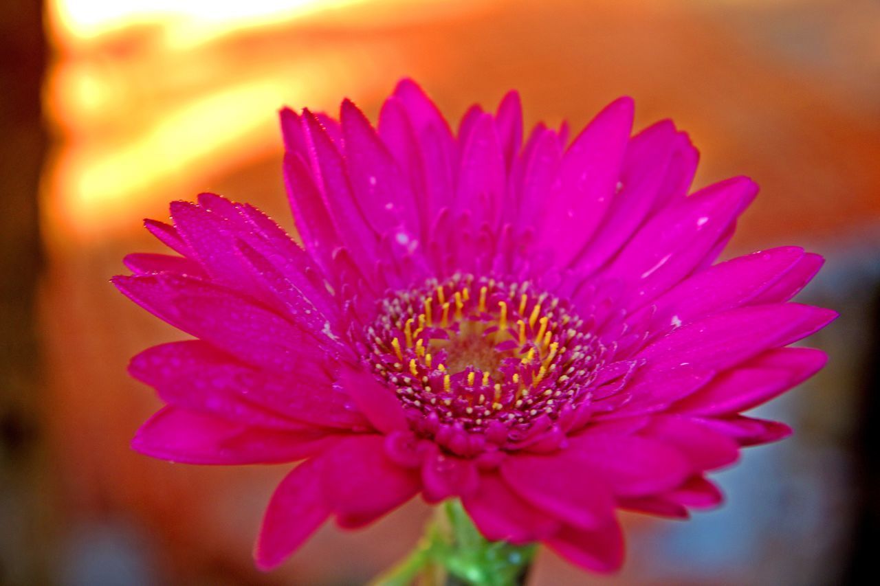 CLOSE-UP OF PINK AND PURPLE FLOWER