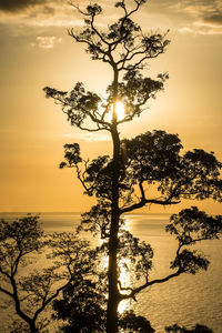 Silhouette tree by sea against sky during sunset
