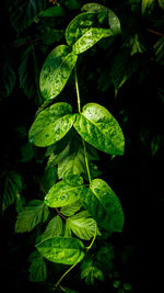 Close-up of leaves