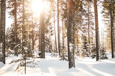 Trees in forest during winter