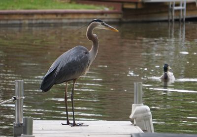 Heron perching on a lake