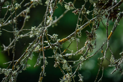 Close-up of frozen branch