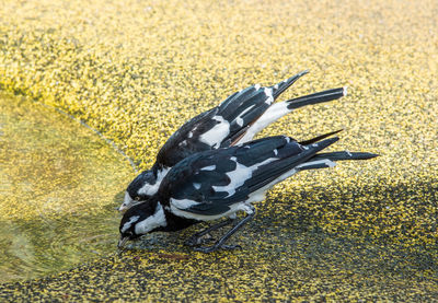 High angle view of a bird