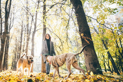 Dog standing in forest